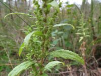 Chenopodium ambrosioides 1, Welriekende ganzenvoet, Saxifraga-Rutger Barendse